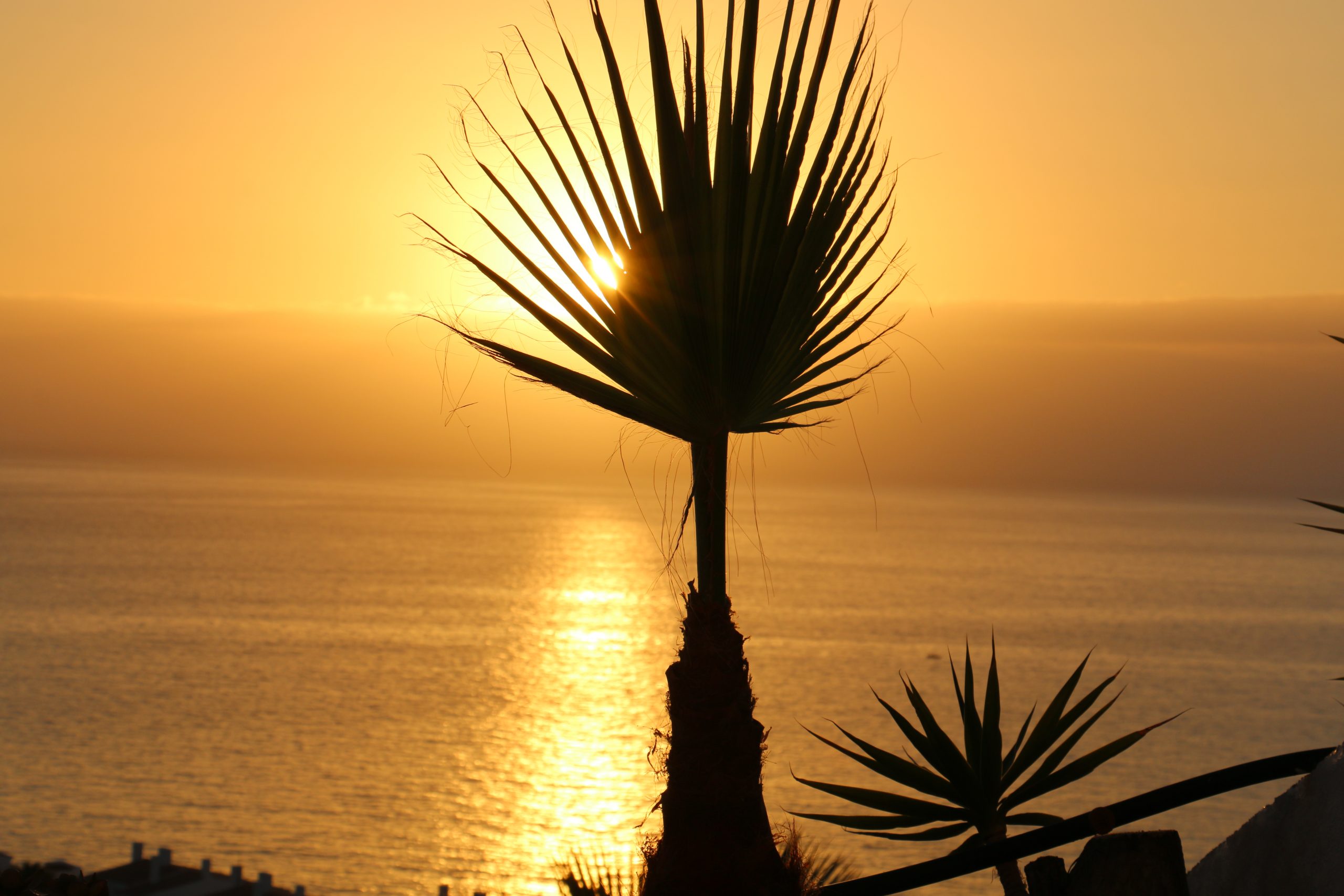 Palm with sun behind shining on water casting shadows